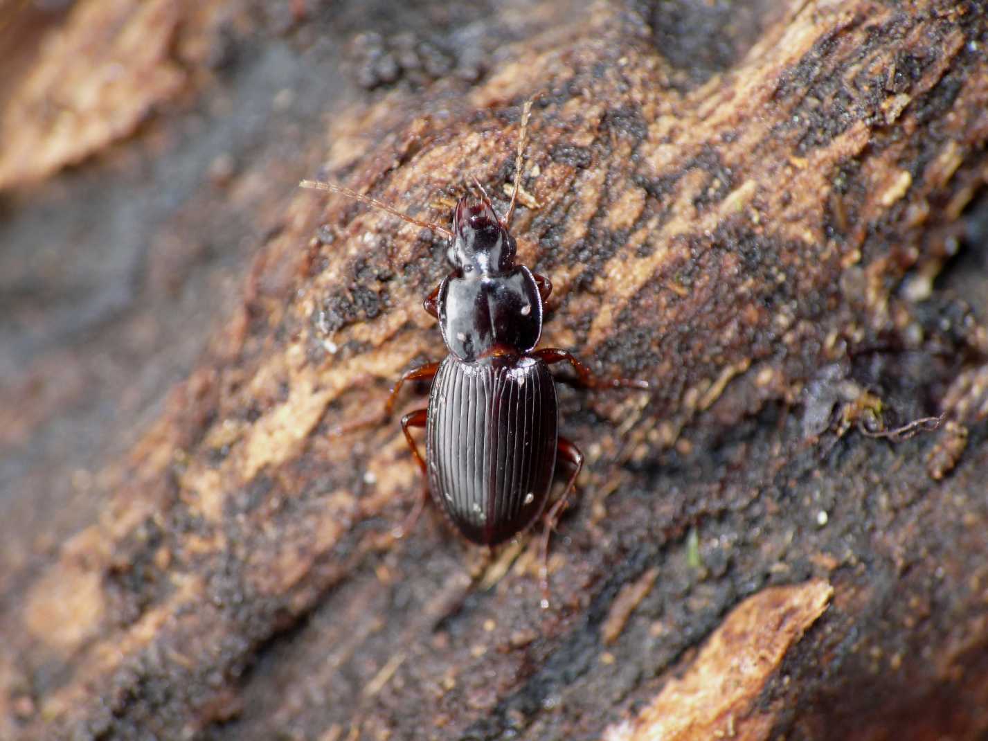 Calathus? Platyderus (Platyderus) neapolitanus
